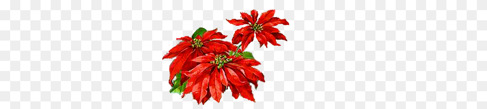 Poinsettia Clipart Vintage, Anther, Dahlia, Flower, Leaf Free Png