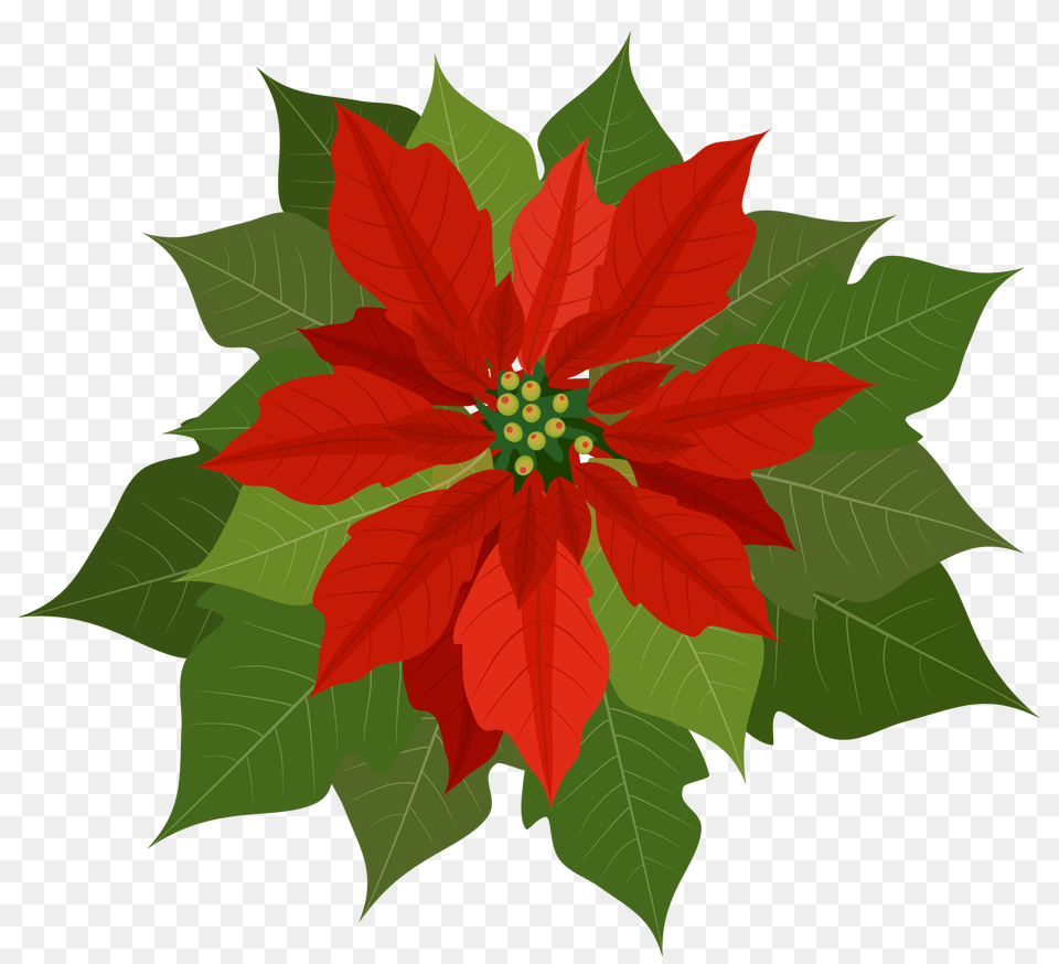 Poinsettia Cliparts, Leaf, Plant, Flower, Tree Free Transparent Png