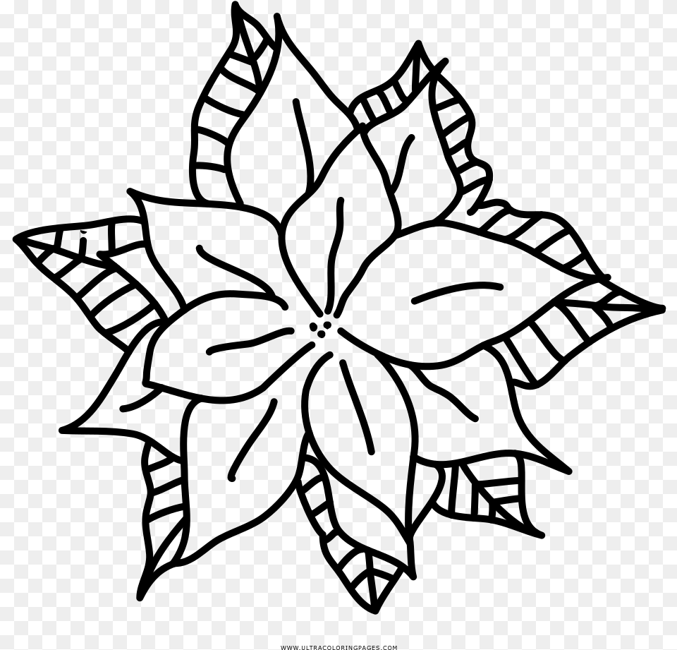 Poinsettia Coloring, Gray Free Png Download