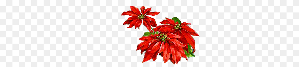 Poinsettia Day Clipart Clipart, Leaf, Anther, Dahlia, Plant Png
