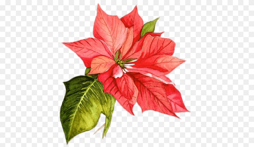 Poinsettia Drawing, Flower, Leaf, Petal, Plant Png