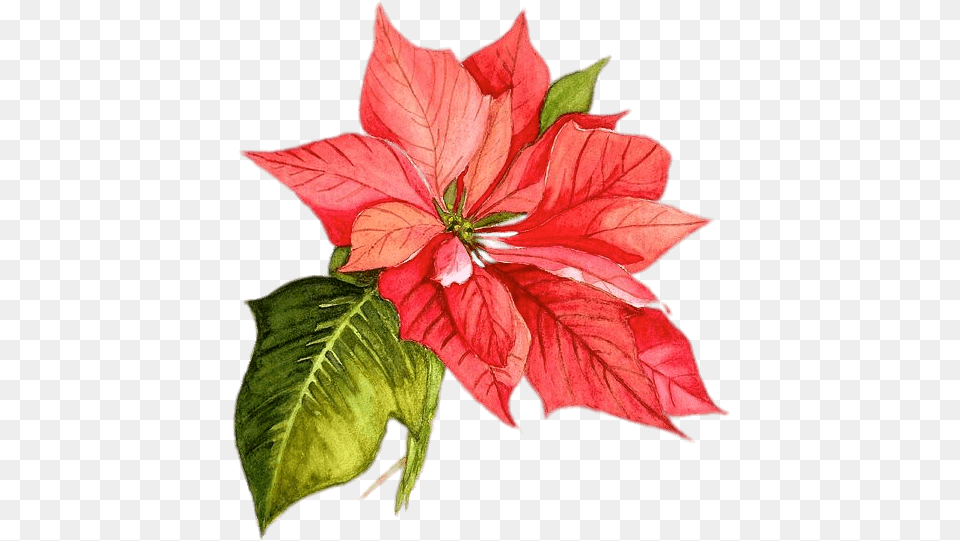 Poinsettia Drawing Christmas Flower Watercolor, Leaf, Plant, Petal Free Png