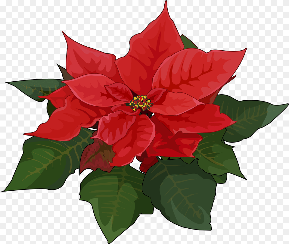 Poinsettia Flower Oleander Plant Christmas Flores De Pascua, Leaf, Petal, Dahlia Free Png Download