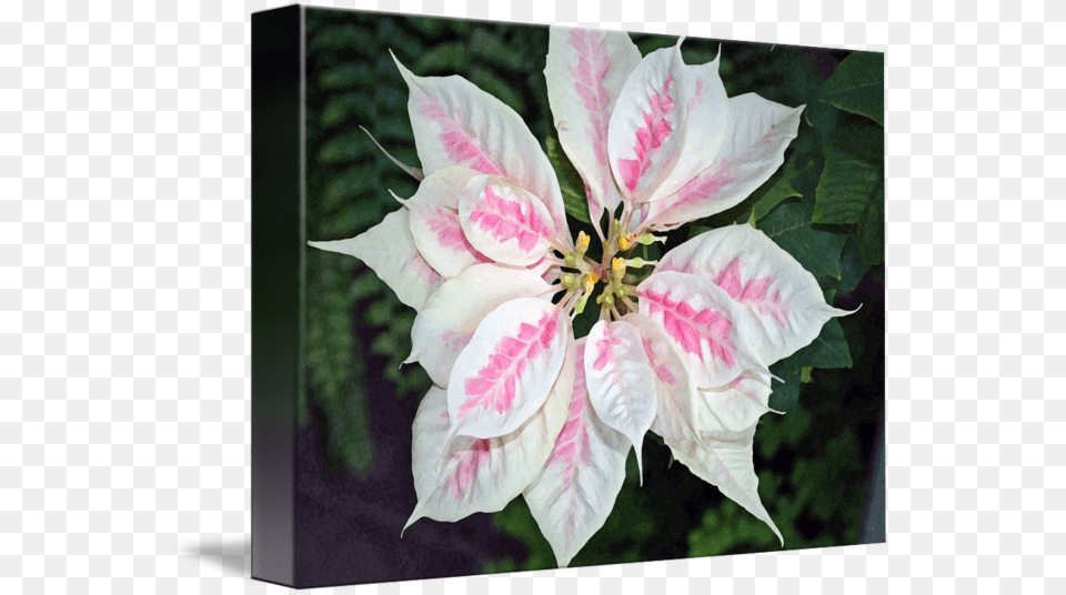 Poinsettia Flower Pink And White By Karen Rosa Glauca, Leaf, Petal, Plant, Rose Free Png Download