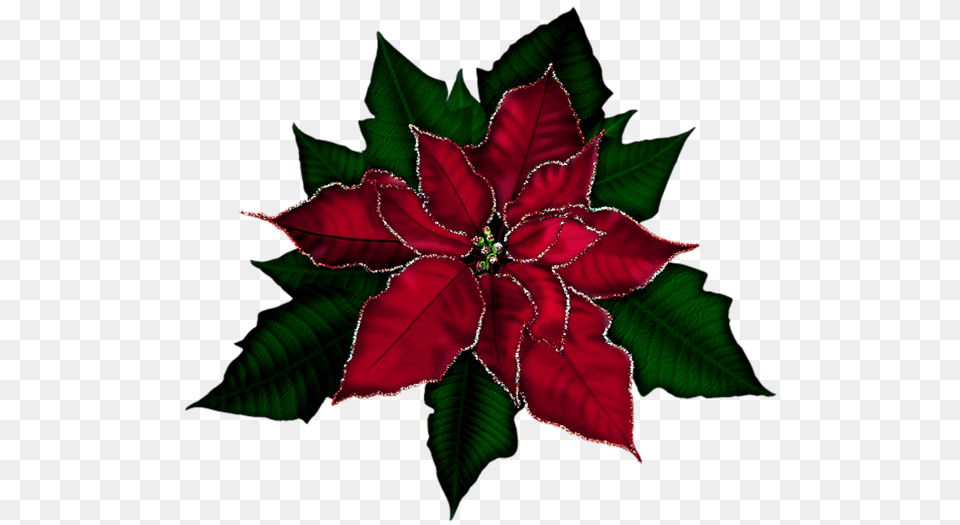 Poinsettia Holiday Flower Clip Art Gardening Flower And Vegetables, Leaf, Plant, Maroon, Tree Png Image