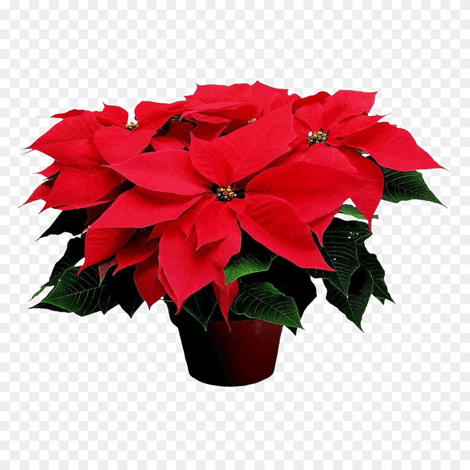 Poinsettia Hospice Malta, Leaf, Flower, Potted Plant, Plant Png Image