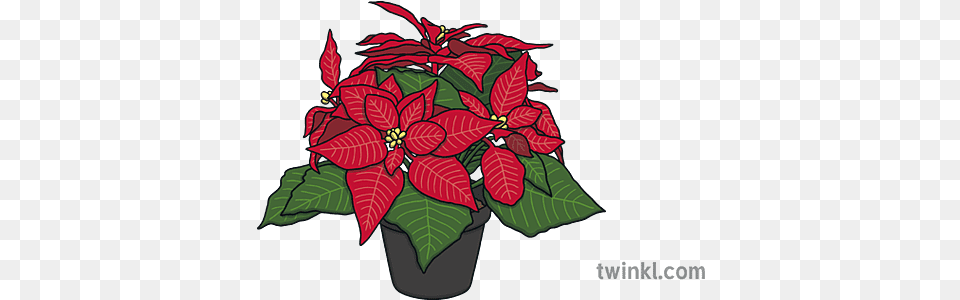 Poinsettia In A Pot Christmas Plant Red Green Ks1 Poinsettia, Flower, Leaf, Potted Plant Png Image