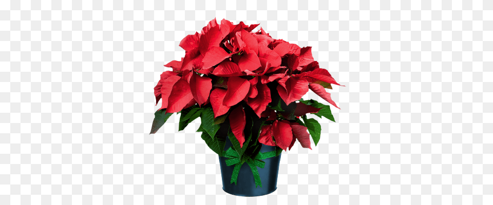 Poinsettia In Pot Grafic Christmas Christmas, Flower, Flower Arrangement, Flower Bouquet, Geranium Png Image