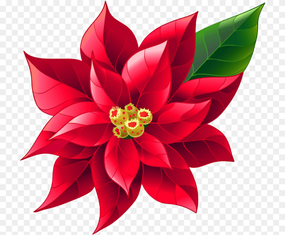 Poinsettia Photo Transparent Background Poinsettia Clipart, Dahlia, Flower, Plant, Rose Free Png