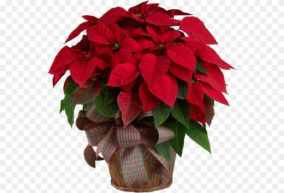 Poinsettia Pic Mart Christmas Flowers, Flower, Pottery, Potted Plant, Planter Free Transparent Png