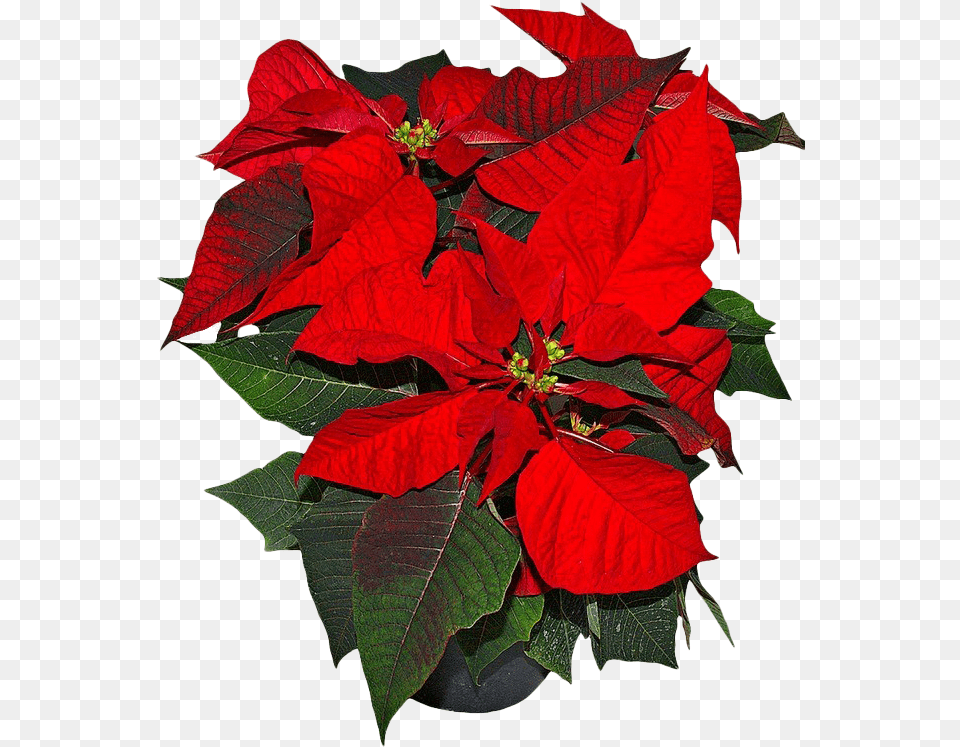 Poinsettia Picture Flower National Symbols Of Mexico, Leaf, Petal, Plant, Potted Plant Free Png Download