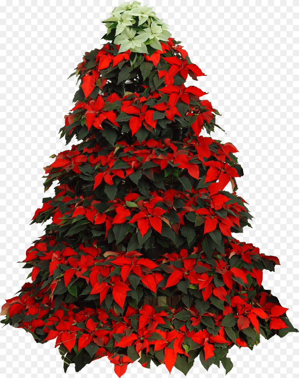 Poinsettia Poinsettia Christmas Tree Clipart Free Png