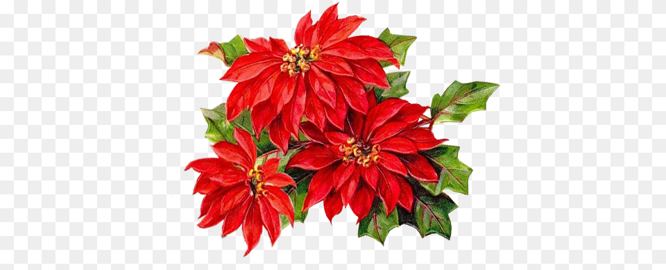 Poinsettia Poinsettia Flower Imagens De Natal E Ano, Dahlia, Leaf, Plant, Petal Png Image