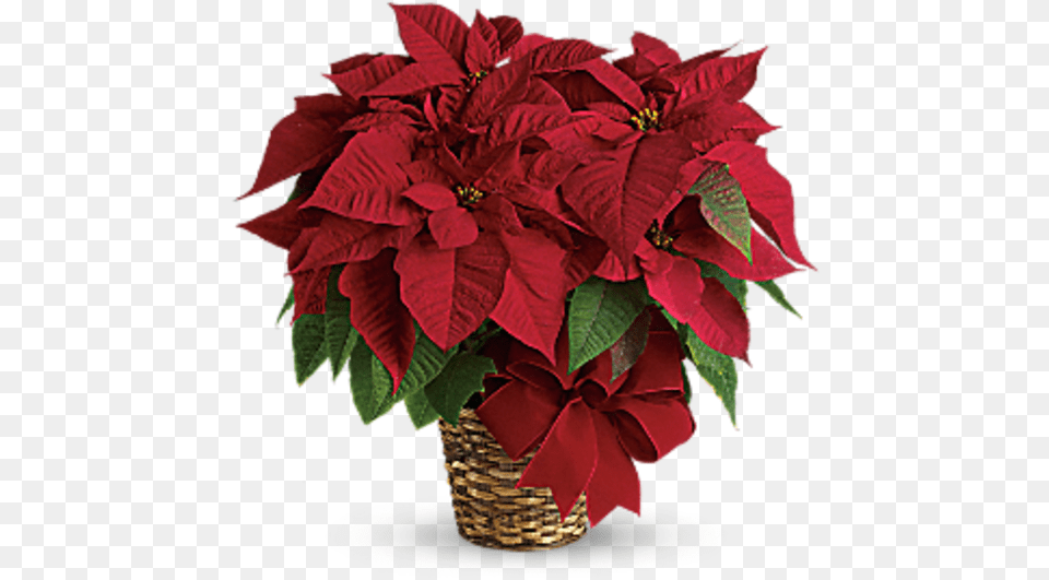 Poinsettia Poinsettia Red, Flower, Potted Plant, Plant, Petal Free Png