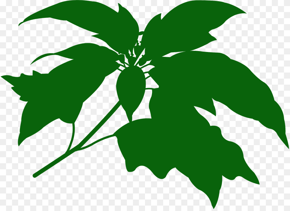 Poinsettia Silhouette, Leaf, Plant, Green, Herbal Png Image