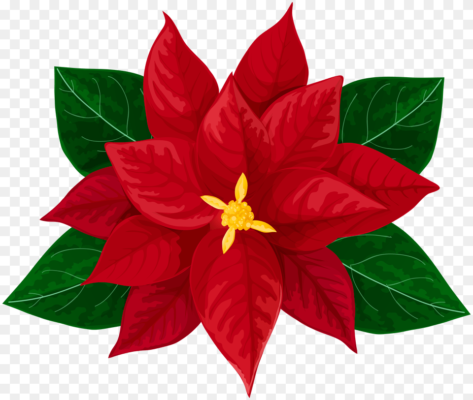 Poinsettia Transparent Clip Art, Flower, Leaf, Plant, Petal Free Png