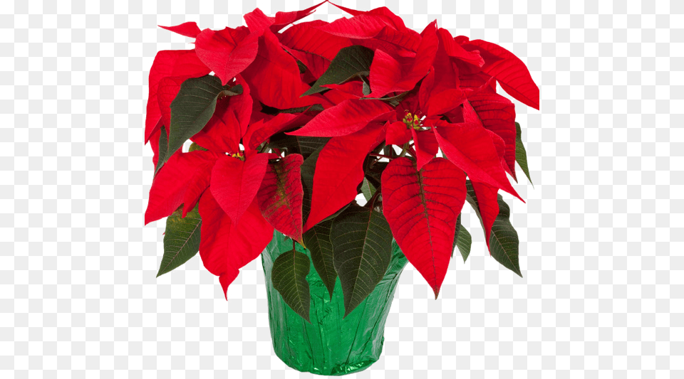 Poinsettia Image Christmas Poinsettia, Flower, Potted Plant, Jar, Leaf Free Transparent Png