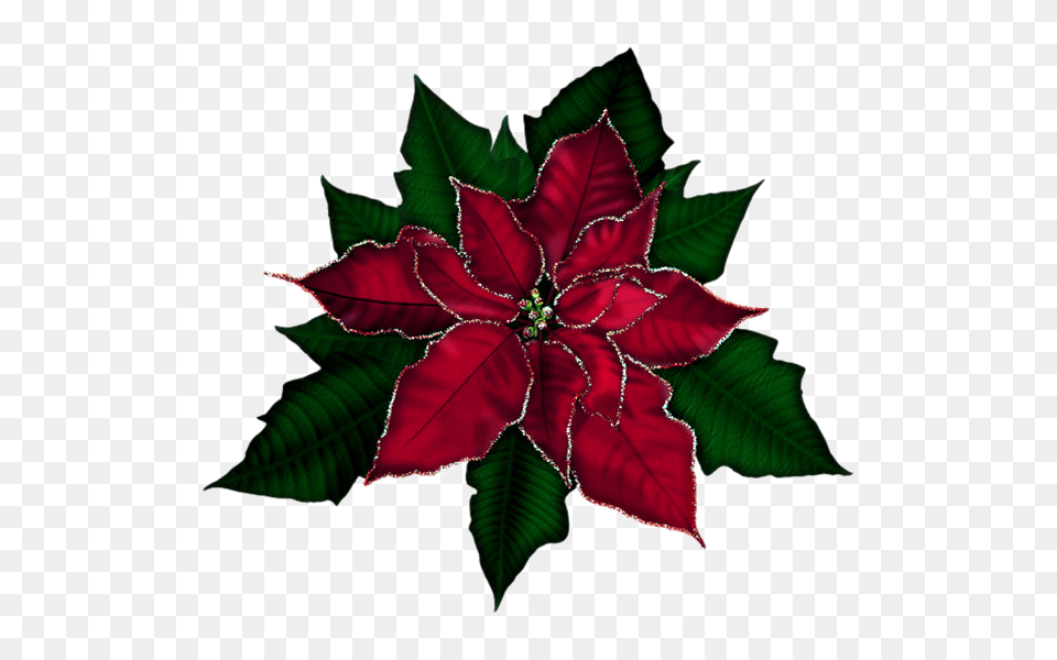 Poinsettia Transparent Images Pictures Photos Arts, Leaf, Maroon, Plant Png Image