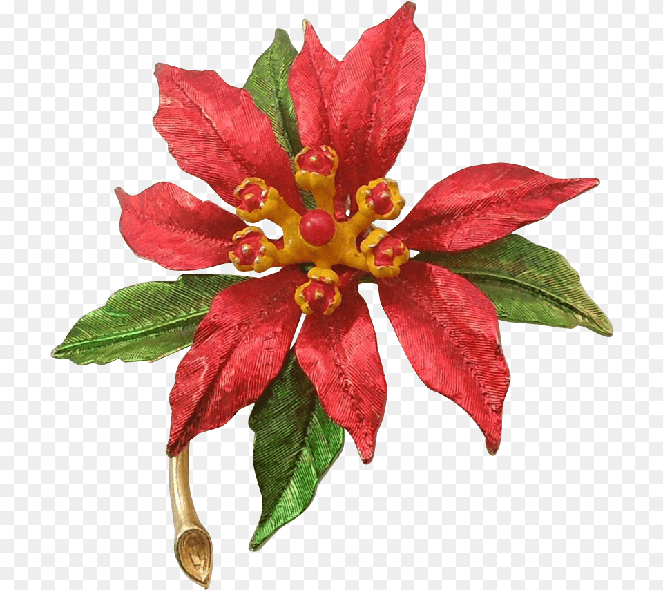 Poinsettia Transparent Vintage Flower, Leaf, Petal, Plant, Anther Png Image