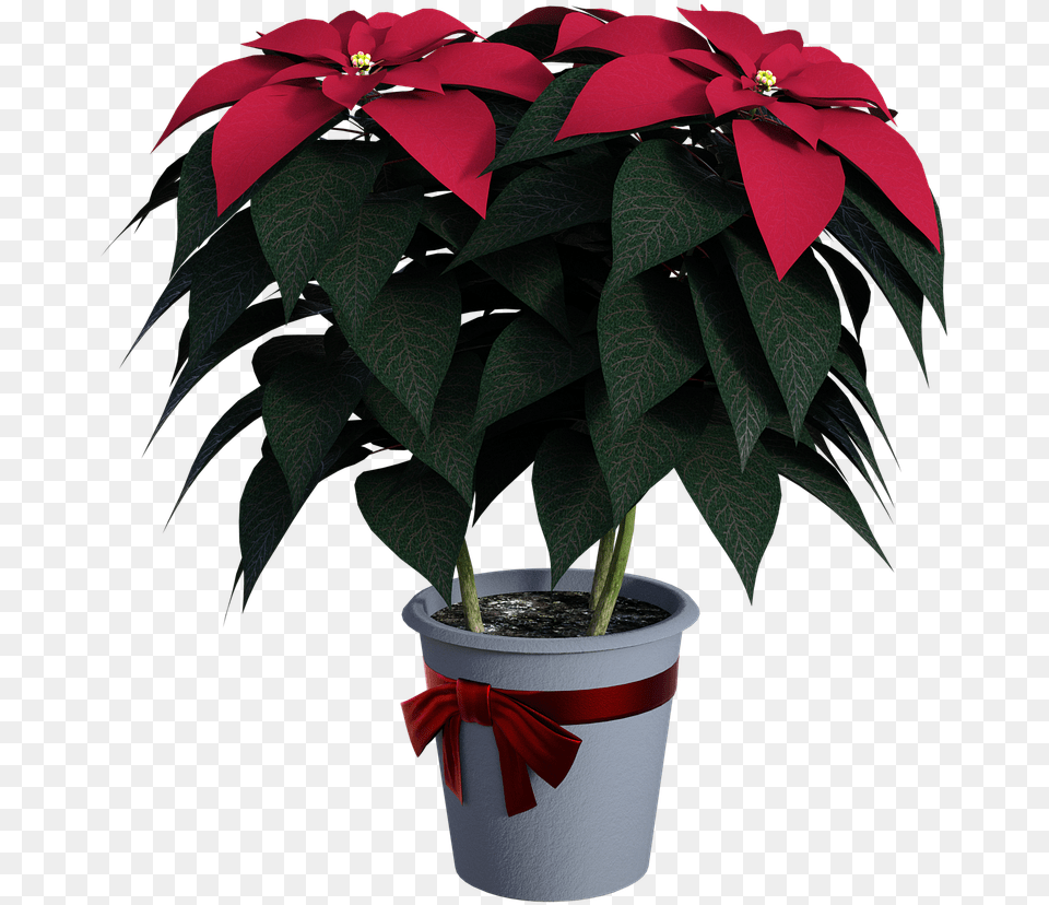Poinsettias Flowers Seasonal Image On Pixabay Flowerpot, Plant, Leaf, Potted Plant, Flower Png