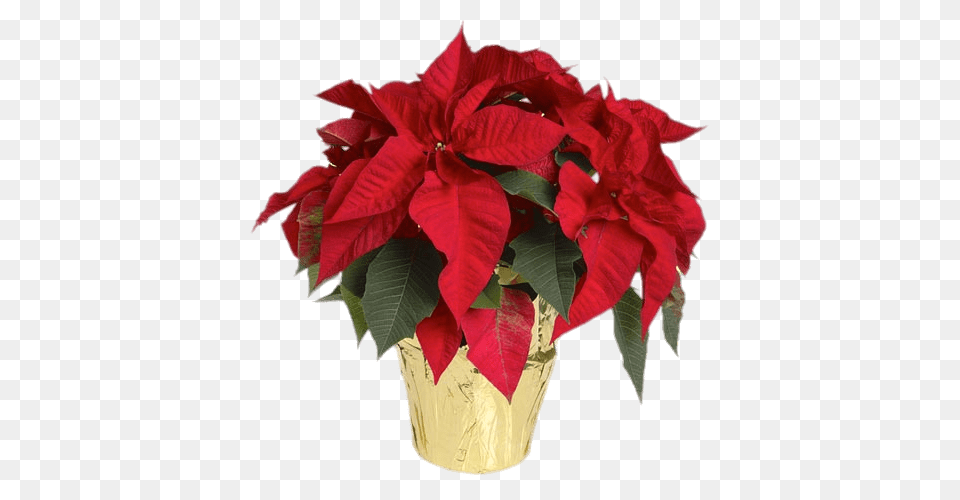 Poinsettias In Yellow Wrapped Pot, Flower, Jar, Leaf, Plant Png Image