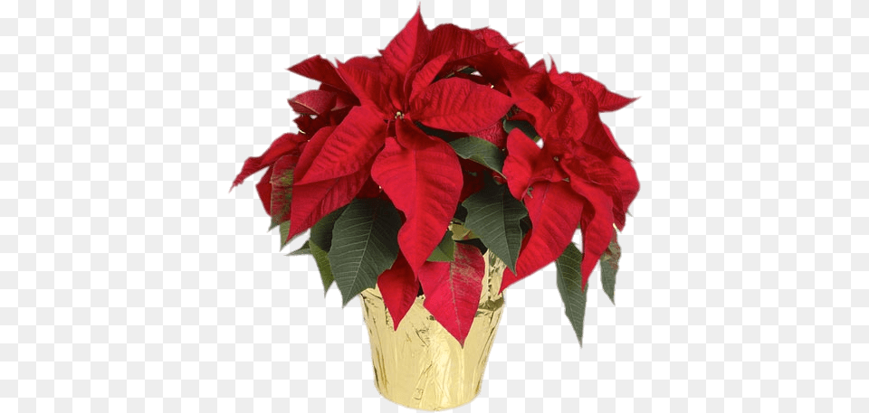 Poinsettias In Yellow Wrapped Pot Christmas Flower, Pottery, Potted Plant, Planter, Plant Free Png Download