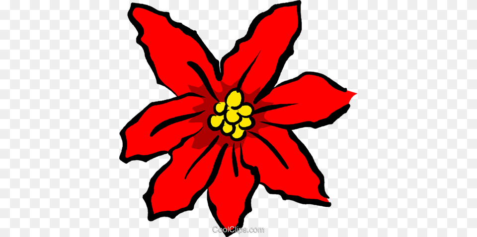 Poinsettias Royalty Vector Clip Art Illustration, Flower, Petal, Plant, Leaf Free Png