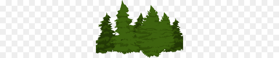 Point Of Light Image, Fir, Green, Plant, Tree Png