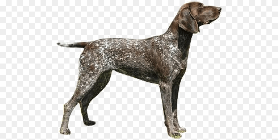 Pointer Dog German Shorthaired Pointer Dog Crystal Mens Ladies, Animal, Canine, Mammal, Pet Free Png