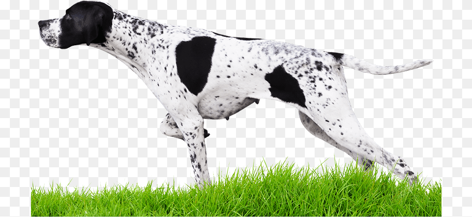 Pointers, Animal, Canine, Dog, Mammal Png