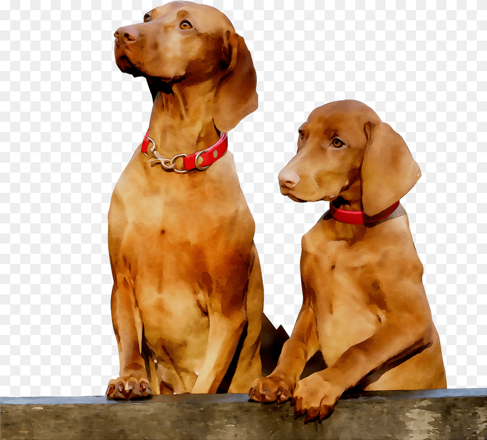 Pointing Breed Gun Dog Vizsla Companion Clipart Dog Png