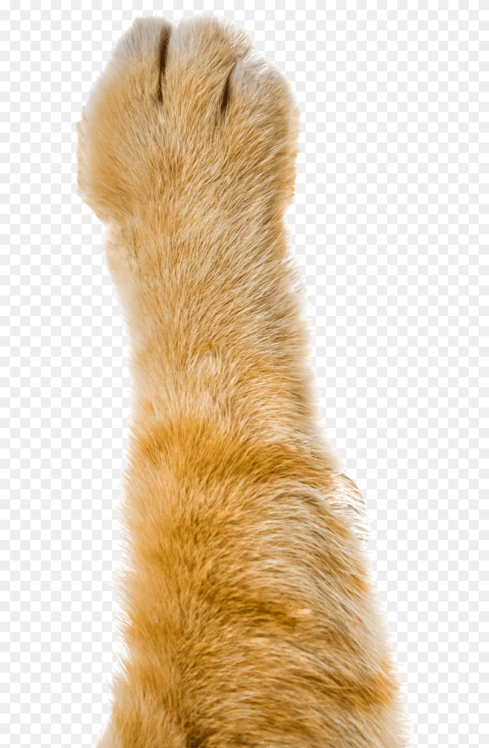 Pointless Paws Orange Tabby Cat Paw, Animal, Bear, Mammal, Wildlife Png Image