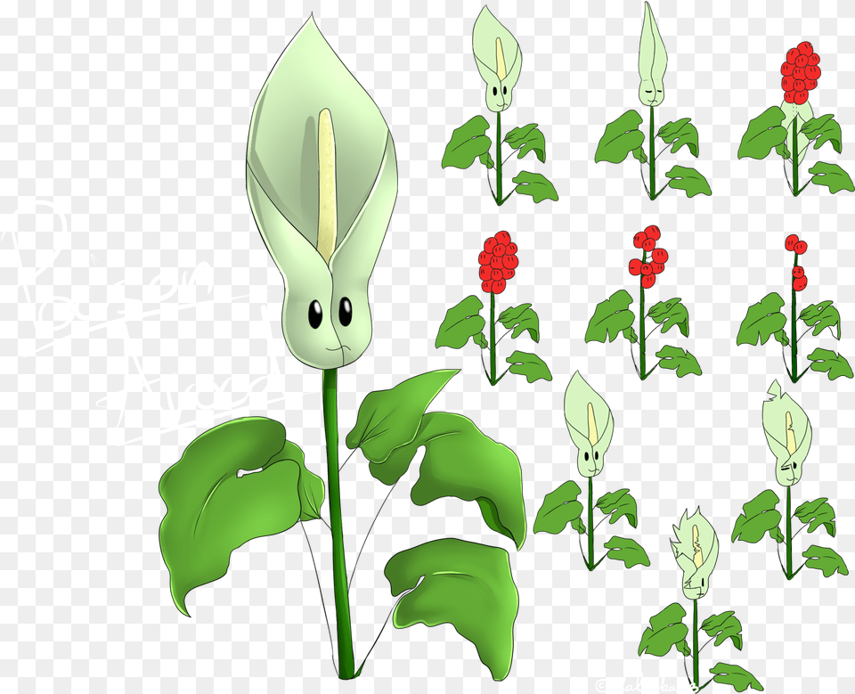 Poison Aroid Illustration, Flower, Green, Plant, Araceae Png