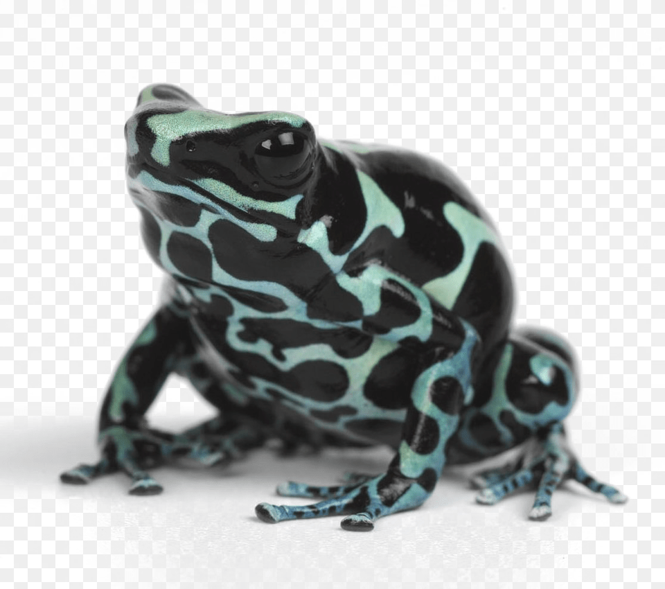 Poison Dart Frog, Amphibian, Animal, Wildlife, Dinosaur Free Transparent Png