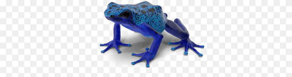 Poison Dart Frog Background Blue Poison Dart Frog, Amphibian, Animal, Wildlife, Fish Png