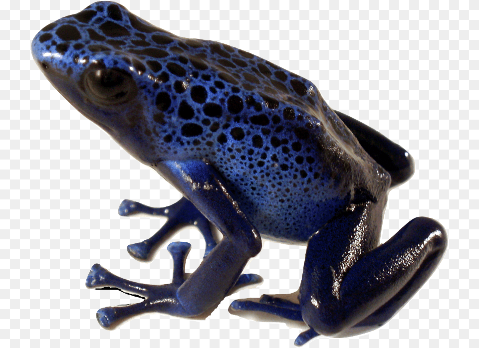 Poison Dart Frog Blue Poison Dart Frog, Amphibian, Animal, Fish, Sea Life Free Png Download