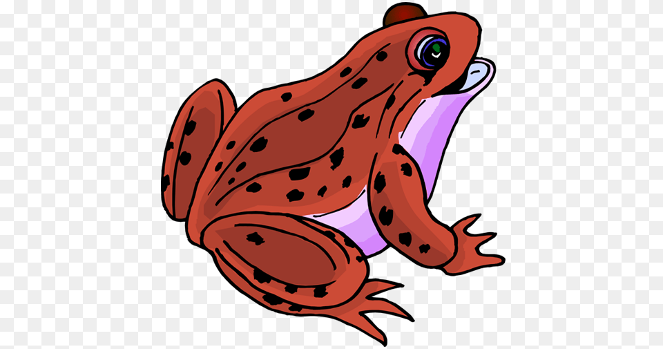 Poison Dart Frog Clipart Different, Amphibian, Animal, Wildlife, Bear Png Image