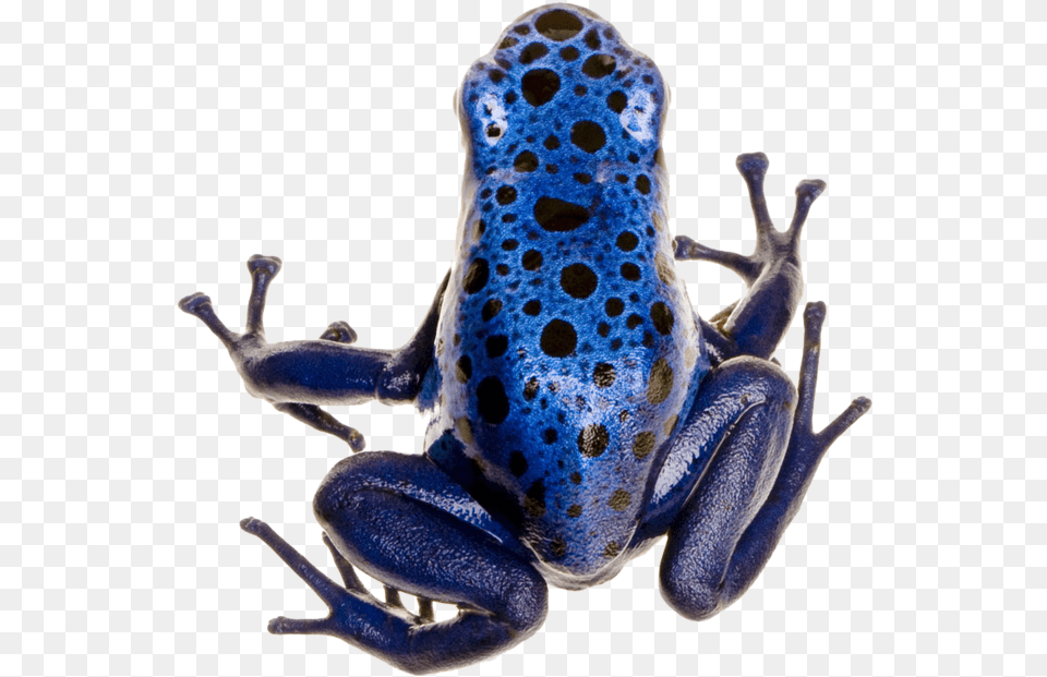 Poison Dart Frog Photo Different Types Of Frogs, Amphibian, Animal, Wildlife, Dinosaur Free Transparent Png