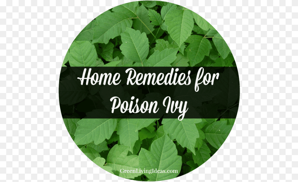 Poison Ivy, Leaf, Plant, Vegetation Png Image