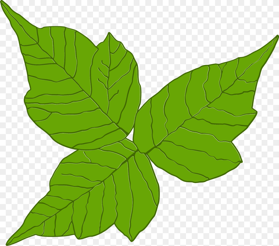 Poison Ivy Clipart, Leaf, Plant, Tree Free Transparent Png