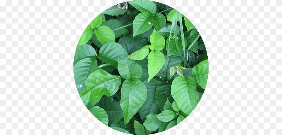 Poison Ivy Identify Poison Ivy, Leaf, Plant, Flower, Vegetation Free Png Download