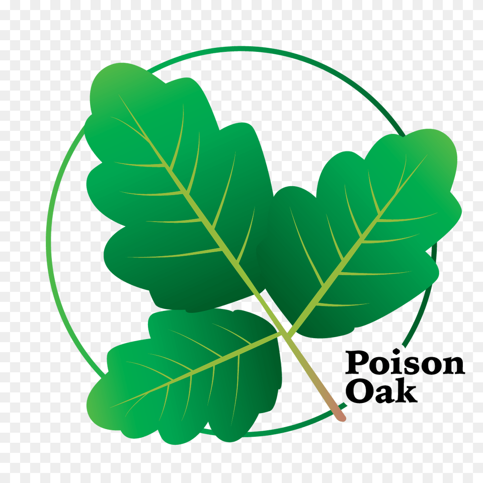 Poison Ivy Info Aitex, Leaf, Plant, Tree, Dynamite Free Png
