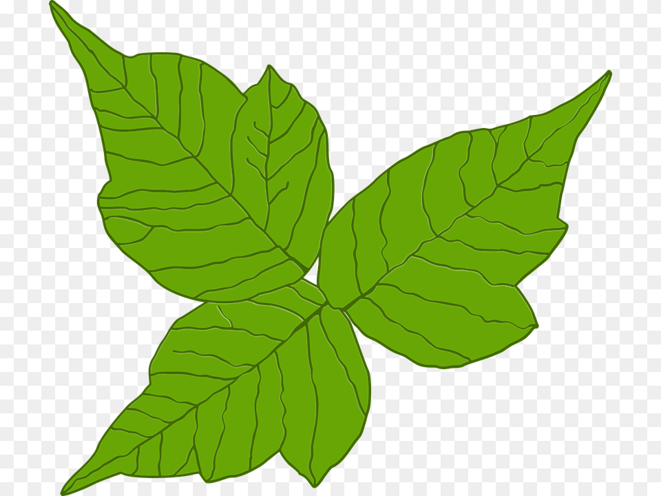 Poison Ivy Itch Danger Rash Leaf Poisonous Three Poison Ivy Plant Vector, Tree Free Transparent Png