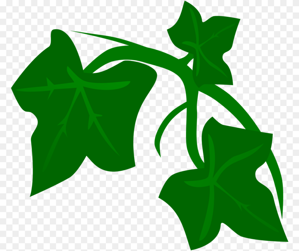 Poison Ivy Plant, Leaf, Green, Vine, Person Free Png Download