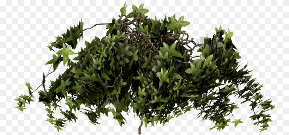 Poison Ivy Texture Mapping Plant Poison Ivy Plant Texture, Leaf, Moss, Tree, Vegetation Free Transparent Png