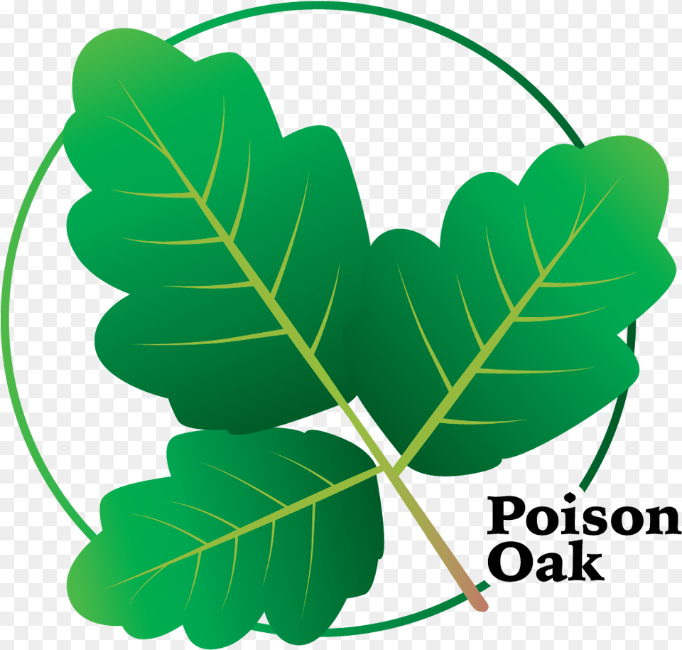 Poison Oak Clipart, Leaf, Plant, Tree Png