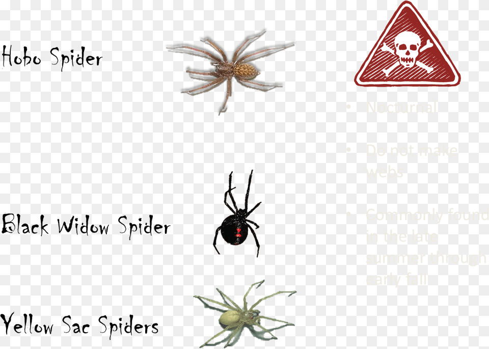 Poisonous Spiders Spiders Are Not Poisonous, Animal, Invertebrate, Spider Png