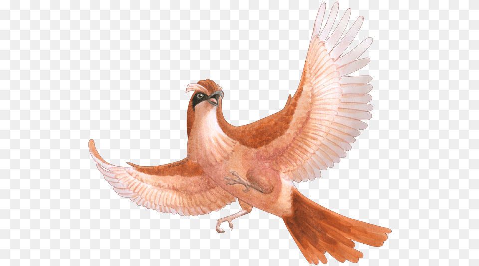 Pokemon Collab Hawk, Animal, Beak, Bird Png Image