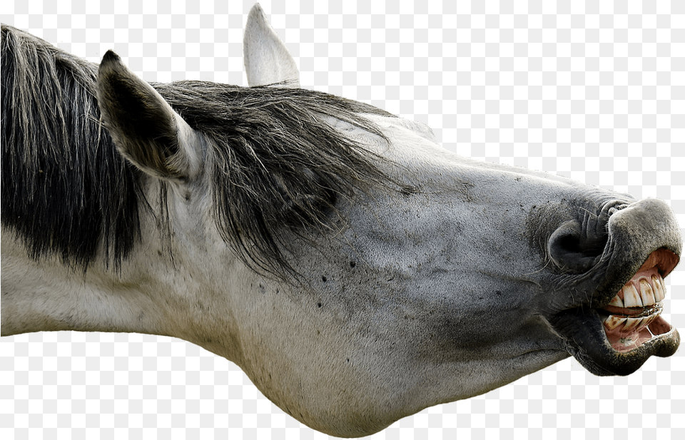 Poker Face, Animal, Horse, Mammal, Stallion Png