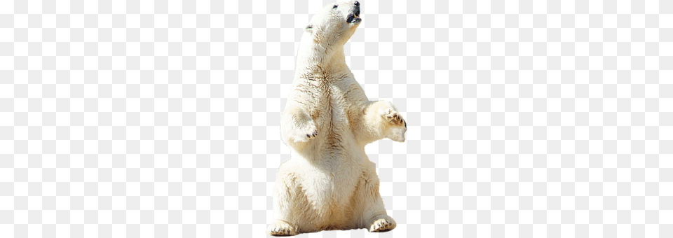 Polar Animal, Bear, Mammal, Wildlife Png Image